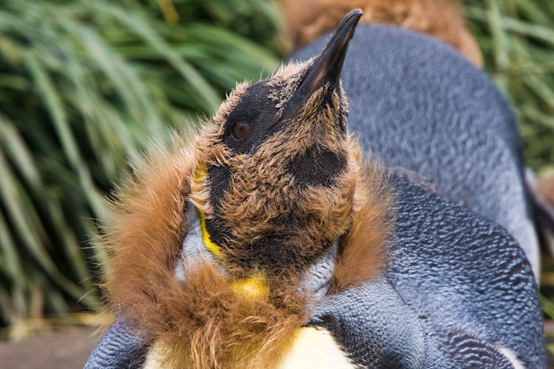 Juvenile King Penguin Molting